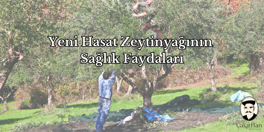 Yeni Hasat Zeytinyağının Kalitesi ve Faydaları