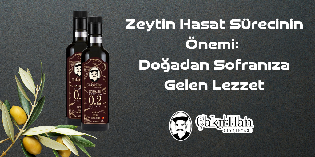 Zeytin Hasat Sürecinin Önemi: Doğadan Sofranıza Gelen Lezzet