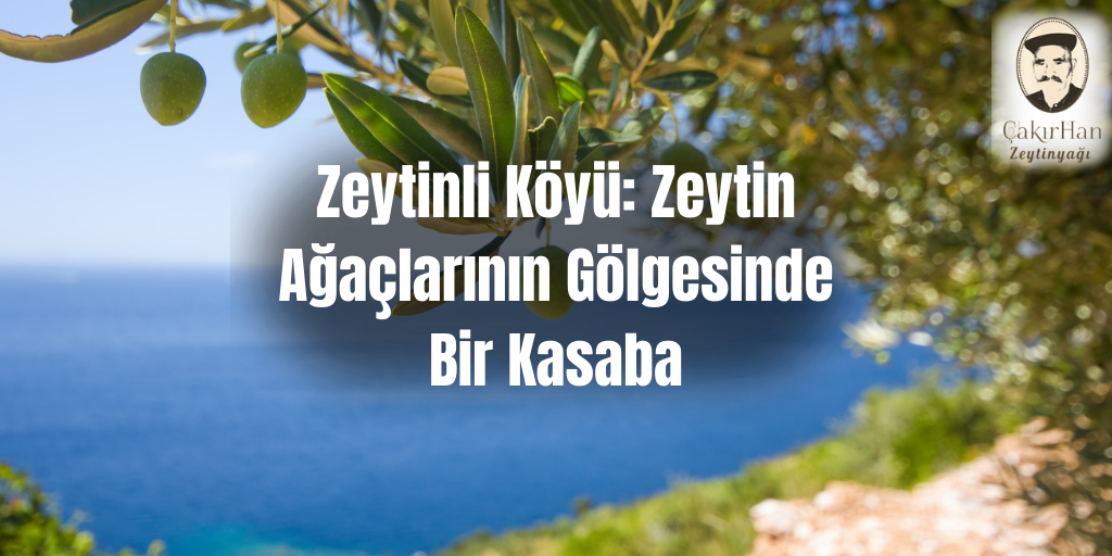 Zeytinli Köyü: Zeytin Ağaçlarının Gölgesinde Bir Kasaba