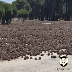 Çakırhan Çam Fıstığı 1000gr