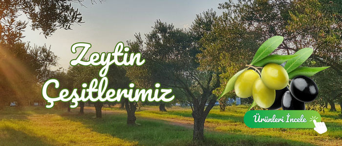 Zeytin Çeşitlerimiz